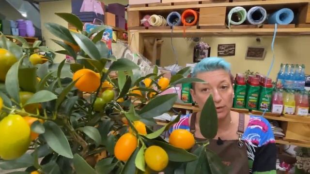 Цитрус Кумкват - обзор сорта | Комнатное растение из южной Италии | Особенности ухода за цитрусовым смотреть онлайн