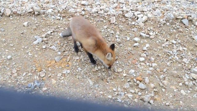 Лисенок ради чебурека.Сахалин. смотреть онлайн