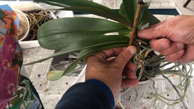 Repot of 3 Phalaenopsis orchids смотреть онлайн