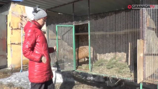 Привезенным из Томска животным срочно нужны опекуны смотреть онлайн