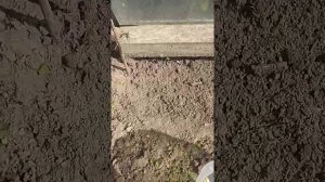 Выращивания ЧЕРЕШНИ из КОСТОЧКИ методом разбивания?