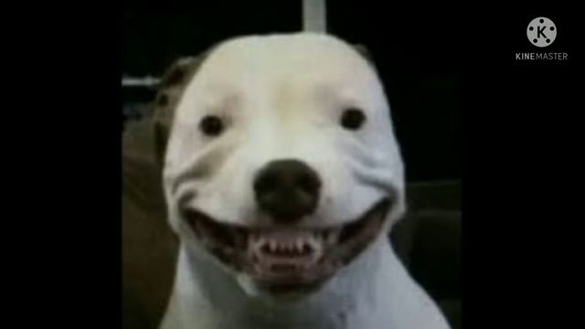 (MOST VIEWED VIDEO) Minecraft Mobs As Cursed Images in Horror Music смотреть онлайн