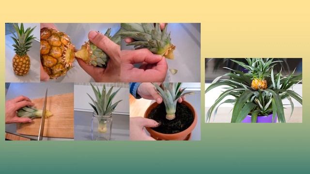 День в календаре. Выпуск #77. Всемирный день ананаса