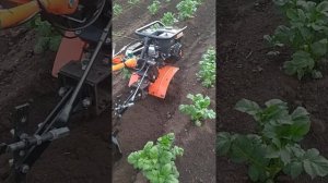 Патриот Урал М. Окучивание картофеля ушастым окучником.