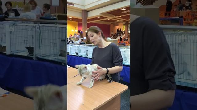 Бенгальская кошка . Снежный барс