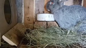 Обзор кроликов.Кролики в хозяйстве.#кроликиобзор#кроливодство#еленазагороднаяжизнь