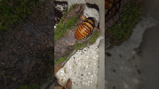 Мадагаскарский карликовый шипящий таракан обрадовался воде. смотреть онлайн