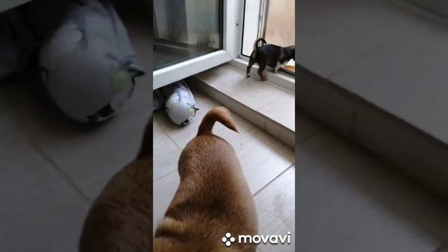 Малыши чихуахуа и йоркширского терьера 💖💖💖24 мая 2021 г. смотреть онлайн