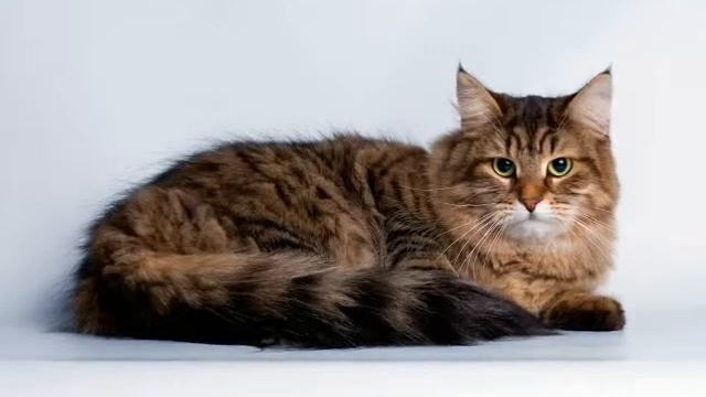 Топ 5 самых умных пород котов в мире смотреть онлайн