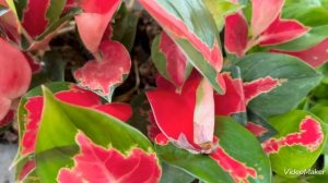 Диффенбахия Вайт Этна доступна каждому!