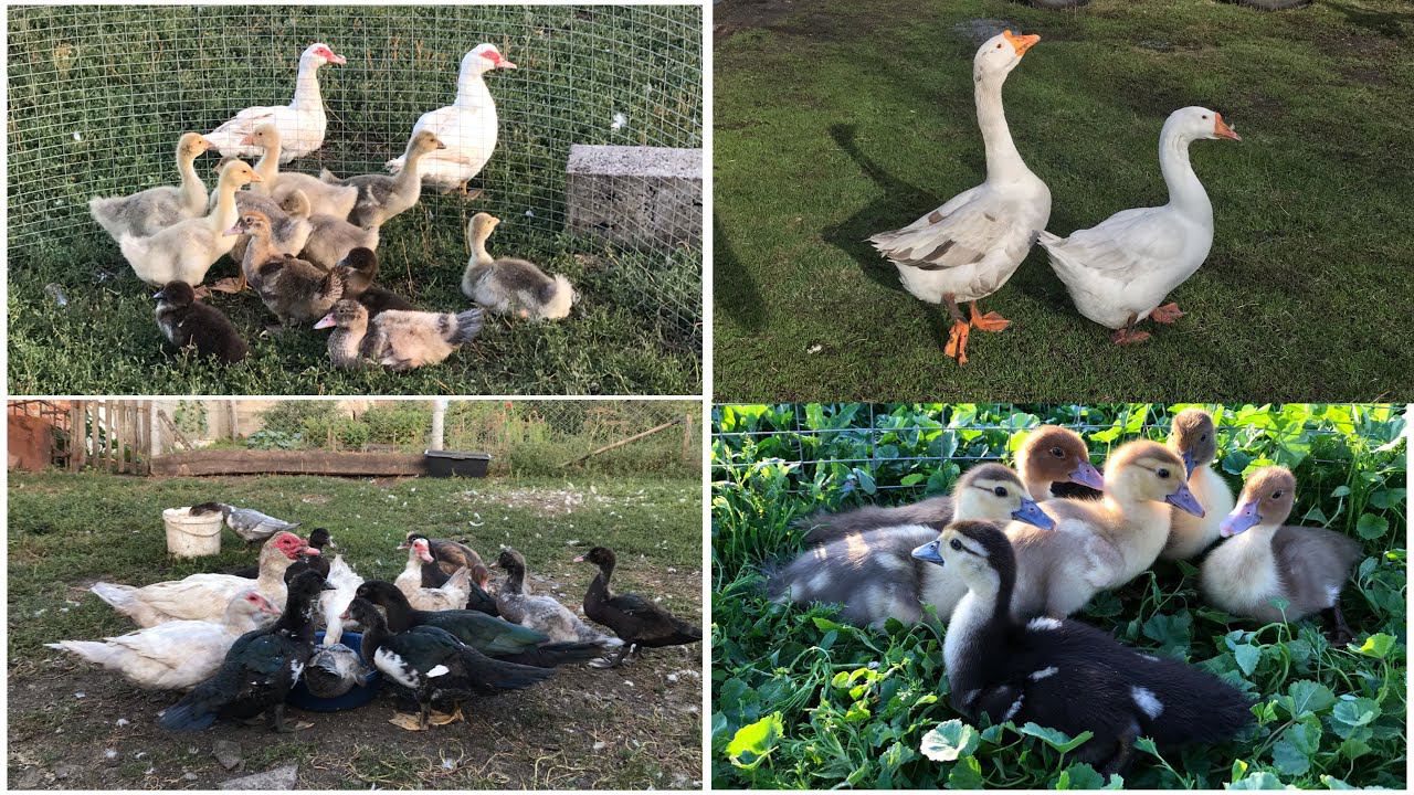 Мускусных уток и Гусят продал ! Сколько их теперь осталось ? Серо-жемчужные утки на продаже/Куры