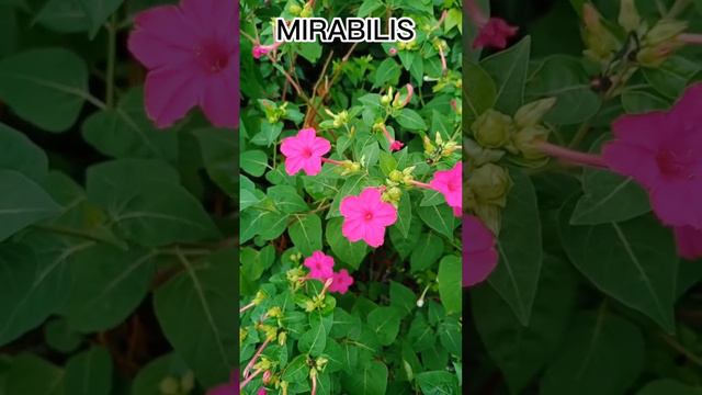 Mirabilis Flower at Ph. смотреть онлайн