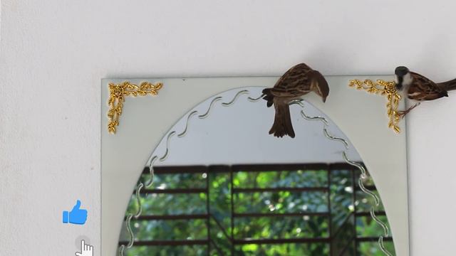 Wild Birds VS Glass | Crazy Angry Birds Hit Glass Over and Over Again | Part-02 смотреть онлайн