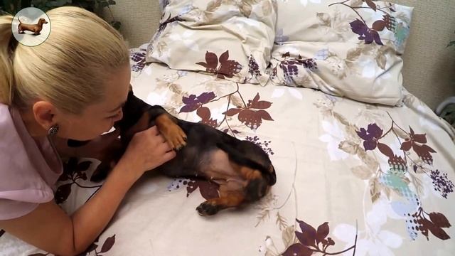 ТАКСА ^ ТАКСЫ ^ ТАКСА ? ? ? Что лучше одной ТАКСЫ? Только три ТАКСЫ! Как ухаживать за ТАКСОЙ? смотреть онлайн