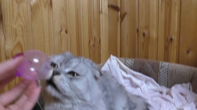 ТАЙНА МИЛКИ РАСКРЫТА! Она показала своё лицо? Fluppy bubble cat? смотреть онлайн
