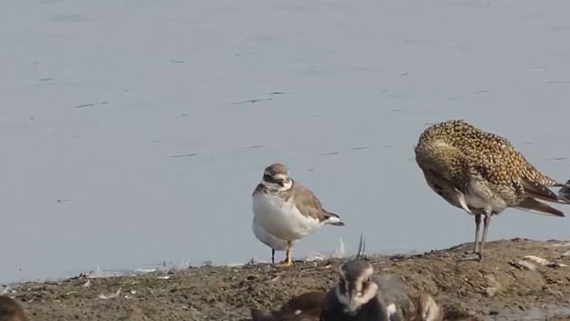 Кулик-воробей - Calidris minuta смотреть онлайн