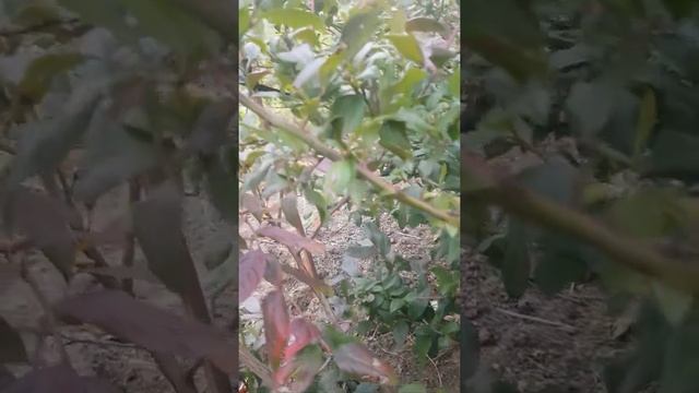 голубика на северо-западе подмосковья на 05.10.21г так же рассказываю когда и что я обрезаю. смотреть онлайн
