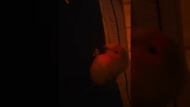 Неразлучник попугай ... Кто скажет она говорит . смотреть онлайн