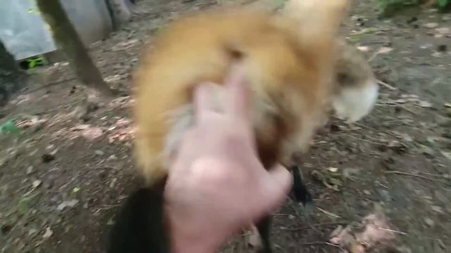 Ли Сяо / Alice the Fox Лиса Алиса (Как лиса просится полежать на коленках) смотреть онлайн