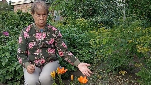 Азиатские лилии смотреть онлайн