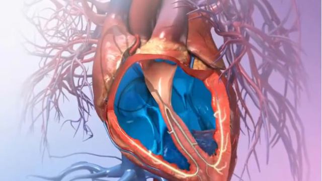 Проводящая система сердца ПСС