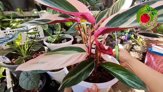 ดูแล ไม้ประดับ ต้นไม้ฟอกอากาศ ออมเงิน ออมทอง ออมชมพู คล้า แก้วสารพัดนึกต้นสวยใบงาม/เล่าสู่อู้กำเมือ смотреть онлайн