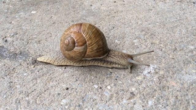 Скорость движения улитки. смотреть онлайн