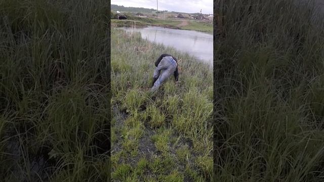 Ловим рыбу руками. смотреть онлайн