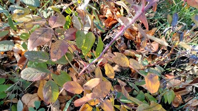 Народные приметы, связанные с волосами, которые нельзя игнорировать. смотреть онлайн