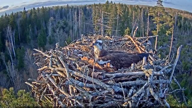 Hooded crow comes to rile Irma смотреть онлайн