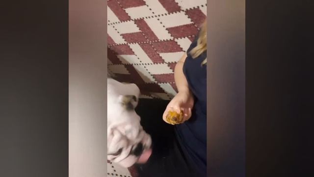 English Bulldog is eating a persimmon 🤣 Надо есть побольше овощей чтоб на ....опе на было прыщей смотреть онлайн