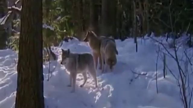 Слава Медяник Мы волки смотреть онлайн