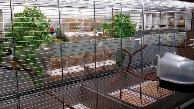 Наши птенюли-красатули. Самцы амадина Гульда. Родились и живут в родном доме. ☺ смотреть онлайн