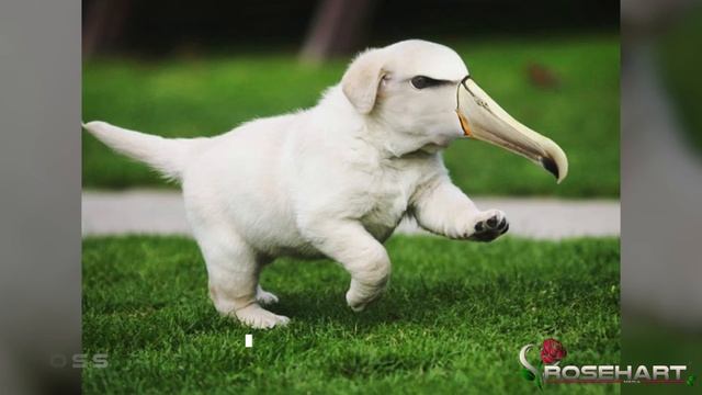 Breeding New Exotic Species Of Animals In Photoshop • Rosehart Media