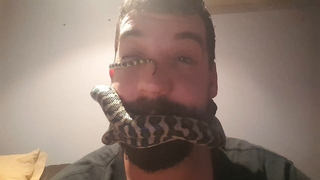 Pet Carpet Python Slithers All Over Owner's Face (Storyful, Crazy) смотреть онлайн