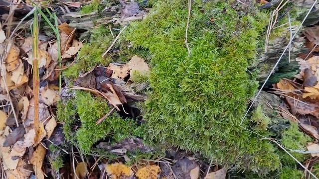 Вкусняшки для розочек и хвойников?Мох сфагнум и хвойный опад. Дары леса. смотреть онлайн