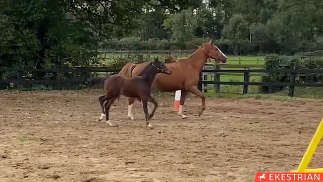 Lot 35 - Colt - Cornet Obolensky x Queen Adelheid Z (by Quite Easy I) смотреть онлайн