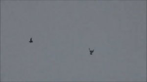 Голуби СВГ Антона