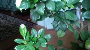 ГАРДЕНИЯ. Почему не рекомендуется обрезать гардению