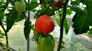 Томат Сто пудов. Обзор сорта. Выращивание томата в Сибири.