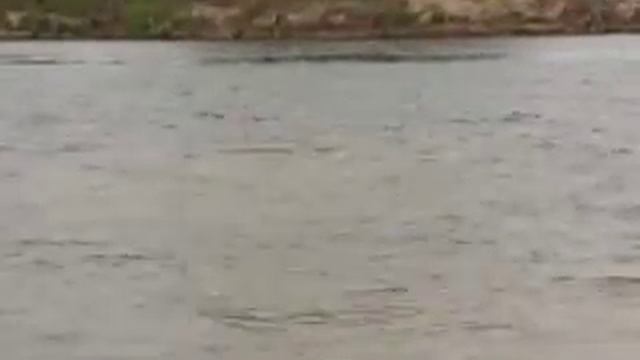 Ловля сазана на Нижней Волге смотреть онлайн