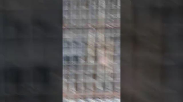 Японская обезьяна смотреть онлайн