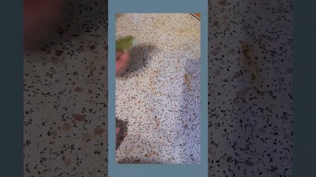 Паста мистик смотреть онлайн