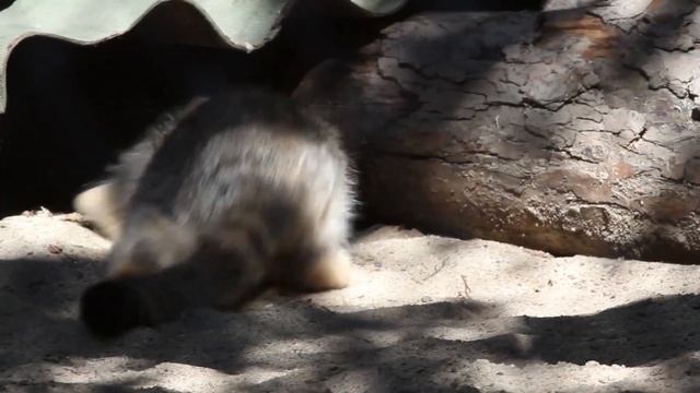 Котенок манула весело играет в песке! смотреть онлайн