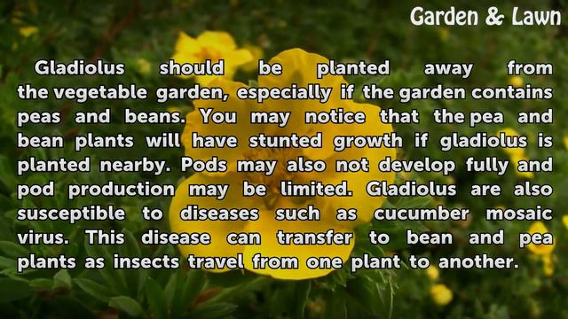 What Flowers Should Not Be Planted Near Vegetables?