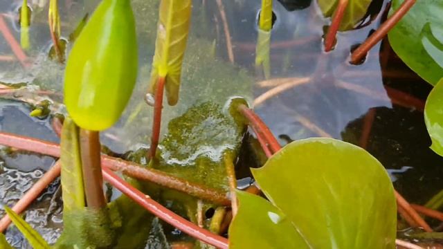 Продажа укорененных нимфей, кувшинок в емкостях различного размера. Продажа нимфей в горшках смотреть онлайн