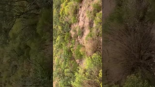 Gigantesca Víbora De Cascabel!! смотреть онлайн