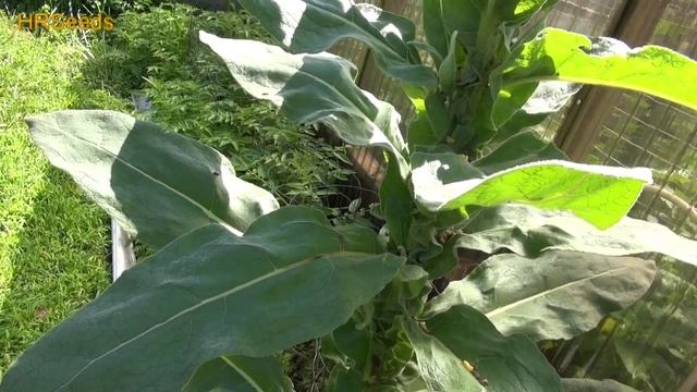 ⟹ Mullein | Verbascum thapsus | 4 Foot Flower Buds! смотреть онлайн