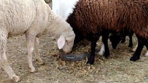 Кормим овец дешево. Силос