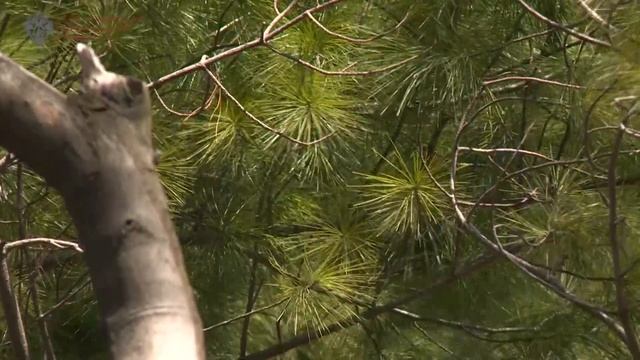 Сосна румелийская // открытый грунт Ботанического сада СПбГУ смотреть онлайн